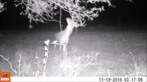 Its hyper pir motion sensor has a range of 60 feet and its field scan 2x gives a wide angle view; Best Trail Camera 2019 15 Game Cameras Reviewed Shocking Selections