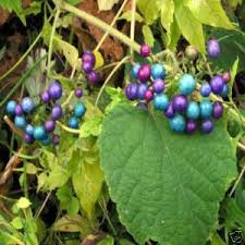 Image result for Sesbania brevipedunculata