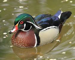 Drake Wood Duck Wood Ducks Pet Birds Duck Breeds