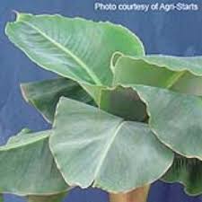 Suitable for containers or planted in the landscape. Little Prince Banana