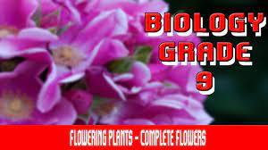 Video partitioning and keyframe extraction (kfe) are the key foundations of video analysis and content based video retrieval. Flowering Plants Introduction Classification Flower Types Affecting Pollination Part 3 Youtube