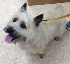 Col Potter Cairn Rescue Network Taggart Turns The Tide With Col Potter Cairn Terrier Small Dog Breeds Little Dogs