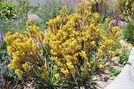 Image result for Anigozanthos
