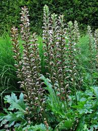 Image result for Acanthus