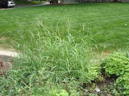 About this place find related places. Is Crabgrass Making You Crabby Try These Tips To Help Both This Year And In Preparation For Next St George News