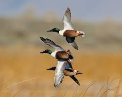 Bird With Red Head And Brown Body Northern Shoveler Waterfowl Art Dabbling Duck Duck Art