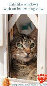 The Cat At The Window
