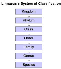 Diversity In Living Organisms Class Ix Science Notes In Pdf