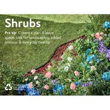 Robert basye was a professor at. Expert Gardener Rose Belinda S Dream Walmart Com Walmart Com