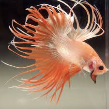 Live Betta Fish Male Peach Pearl Long Fins Crowntail Premium Grade Large Betta Fish Betta Fish