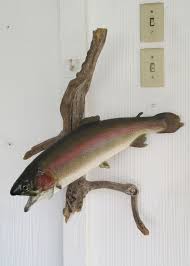 Our rainbow trout full mounts are anatomically correct fish replicas that are intended to be displayed on the wall. Beautiful 20 Rainbow Trout Taxidermy Fish Skin Mount Driftwood Wall On Popscreen