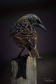 Common Birds Of Cape Cod Spreeuw Pet Birds Beautiful Birds Funny Birds