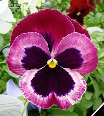 Plantfiles Picture 1 Of Pansy Cassis Viola X Wittrockiana Pansies Flowers Pansies Flower Painting