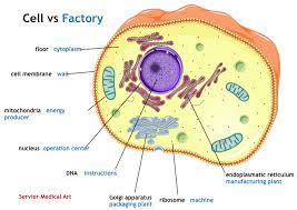 We offer a wide range of high quality human and animal cell and media systems. Cell Vs Factory Brainbarriers4you