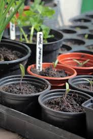 Dwarf determinate tomatoes are best for compact spaces. How To Choose The Best Lighting For Growing Tomatoes Indoors Pioneer Thinking