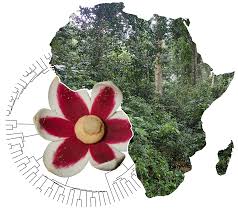 Image result for Huberantha mossambicensis