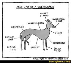 Anatomy Of A Greyhound Funny Pics Funnyism Funny Pictures