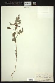 Image result for Indigofera bainesii