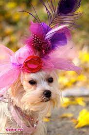 Dog Feather Fascinator Hat Beverly Hills Fancy Dog Dog Hat Dog Coat Pattern