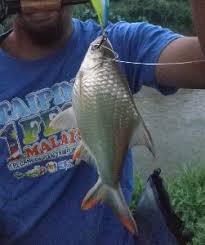 Sejak melibatkan dalam diri dalam hobi menjala secara lebih serius. Lampam Sungai Teknik Memancing Mbah Seo