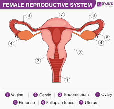 Once in the uterus, the fertilized egg can implant into thickened uterine lining and continue to develop. Female Reproductive System Overview Anatomy And Physiology