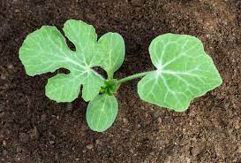 Watermelons can be stored uncut for about 10 days. Watermelon Seed Starting Tips