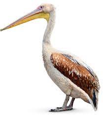 Your home for new orleans pelicans tickets. Facts About Pelicans Pelican Beak Dk Find Out