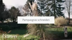 Faszination Grasergarten Tipps Zur Gestaltung Anlage Und Pflege Pampasgras Graser Im Garten Gras