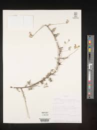 Image result for Cadaba natalensis