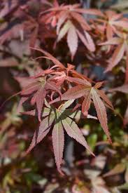 Check spelling or type a new query. A Guide To Different Japanese Maple Types Gardener S Path
