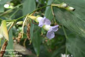 Image result for Marantochloa