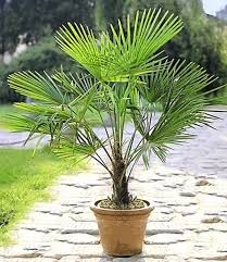 Winterharte Kubel Palme 1a Kubelpflanzen Baldur Garten In 2020 Garten Pflanzen Pflanzen Kubelpflanzen