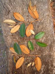 Image result for Chrysophyllum welwitschii