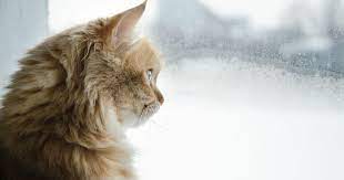 Even after the air has cleared. Passive Smoking And Our Pets Pdsa