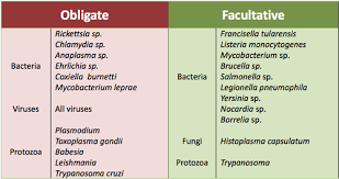 Image result for Intracellular Bacteria