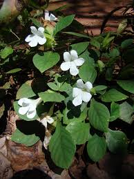 Image result for Crabbea