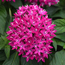 Image result for Pentas longiflora