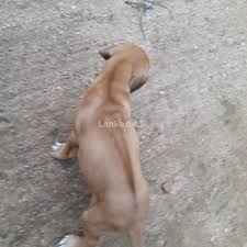12 sri lanka zoo tickets & passes. Ridgeback Puppies To Sell Kurunegala