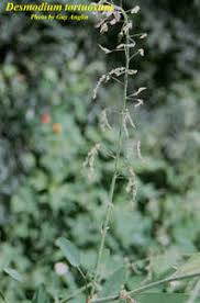 Image result for Desmodium tortuosum
