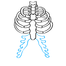 how to draw a rib cage really easy drawing tutorial