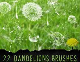 22 Dandelions Photoshop Brushes Best Free Ps Brushes Online Dandelion Flower Free Brush Dandelion