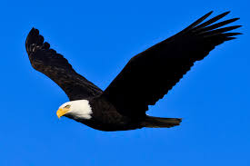 Bald Eagle Channel Islands National Park U S National