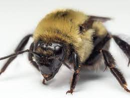 We did not find results for: Bee Spotlight Brown Belted Bumblebee Bee Bloom