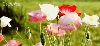 They act as a beautiful filler for unused spaces. Growing Poppies For Seeds And Bees