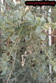 Image result for Atriplex halimus