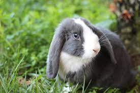 What Is The Average Lifespan Of A Pet Rabbit