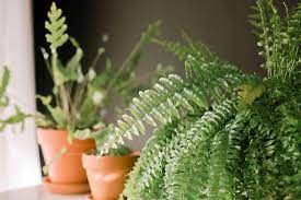 It can be used on cacti that are grown either indoors or outdoors. Best Techniques For Growing Fern Plants