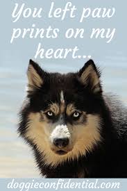 Have You Lost Your Beloved Dog Dog Memorial Dog Memorial Quotes Dogs