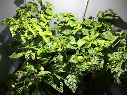 You want to make sure it doesn't slip. Build An Led Cob Grow Light Led Gardener