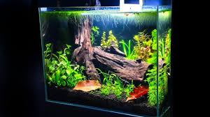 Hanya saja, ternyata ada tanaman tanpa co2 yang juga banyak digunakan oleh aquascaper karena mudah dirawat. Aquascape Co2 Tank Hoby Xyz